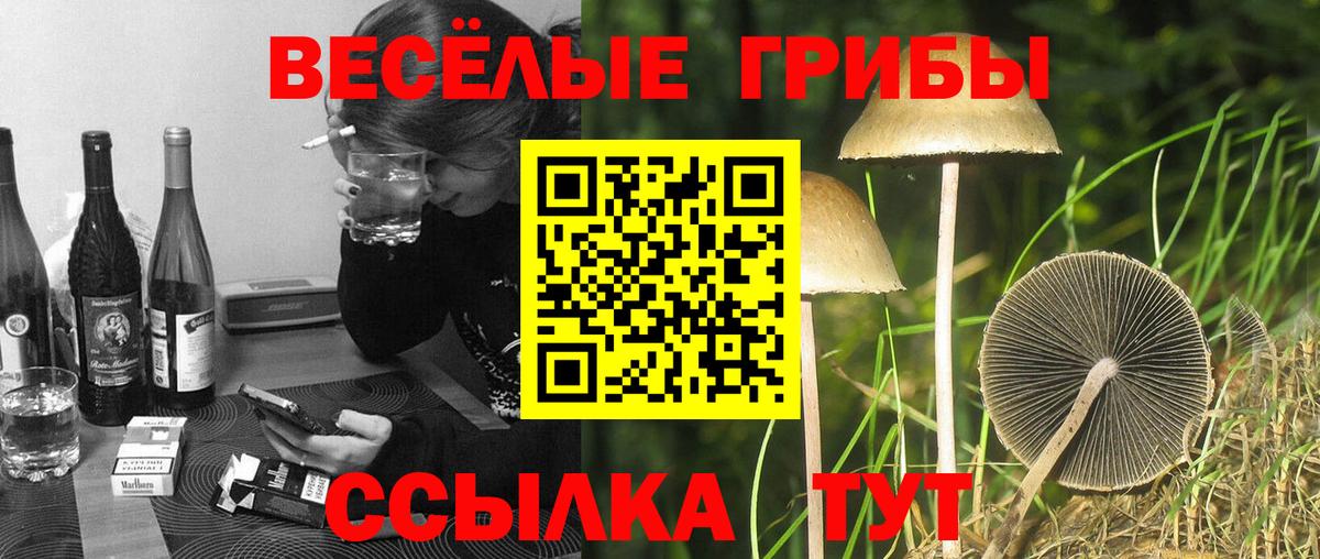 Орехово-Зуево  Псилоцибиновые грибы Cubensis  Вход с VPN 